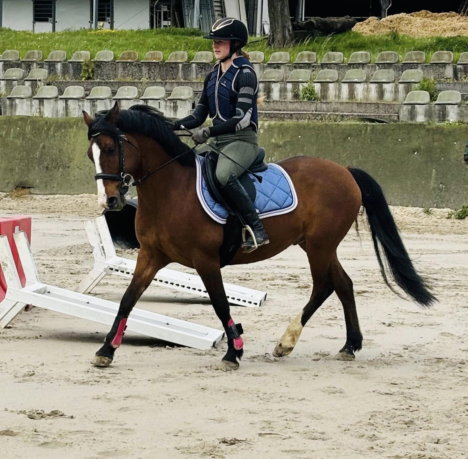 Poney du club nommé Dino