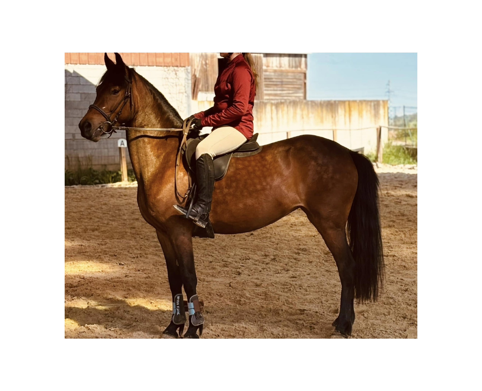 Poney du club nommé Just