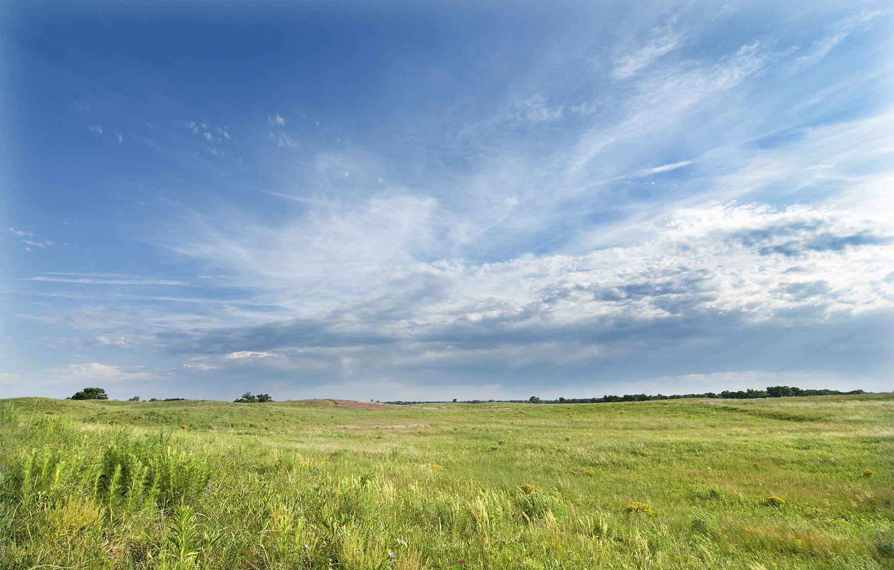 Prairie naturelle du Haras de Tilau